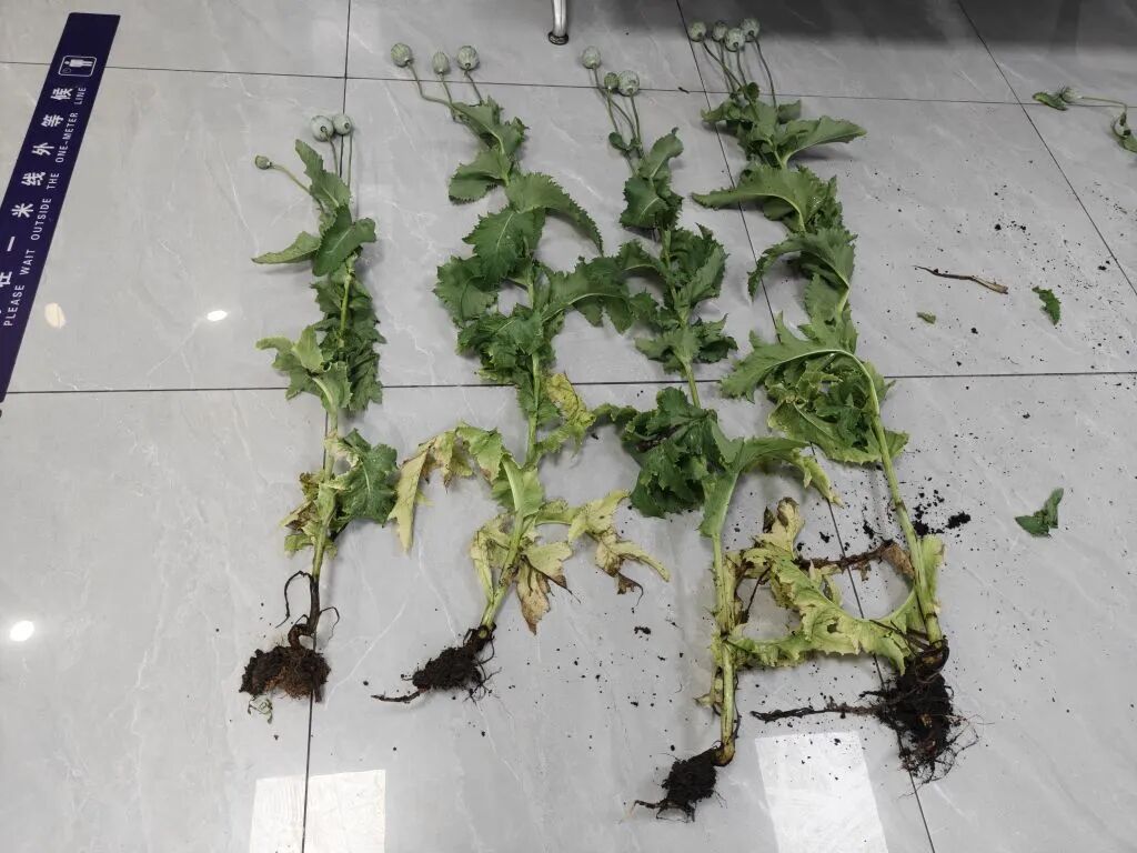 幼儿园小朋友辨出花坛中的罂粟