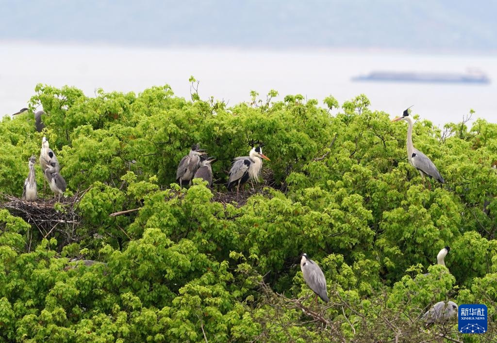鄱阳湖畔苍鹭村：28年守护 人鸟共家园