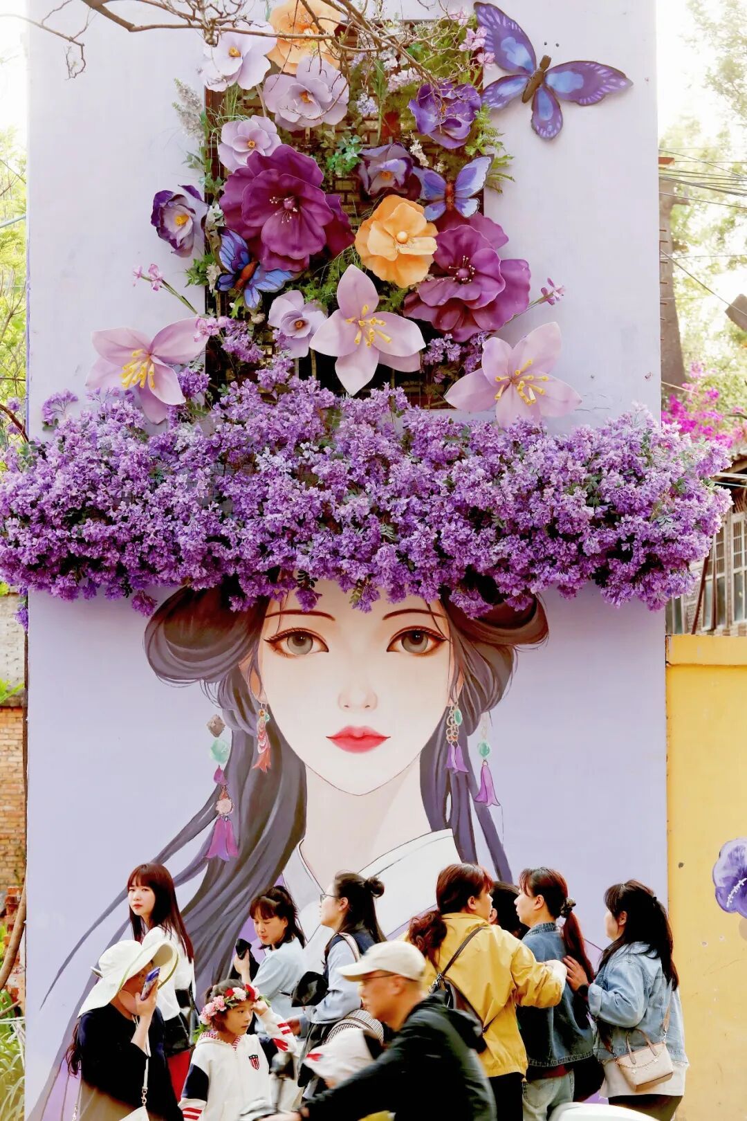 开了！今年昆明蓝花楹花期提前，盛花期在→