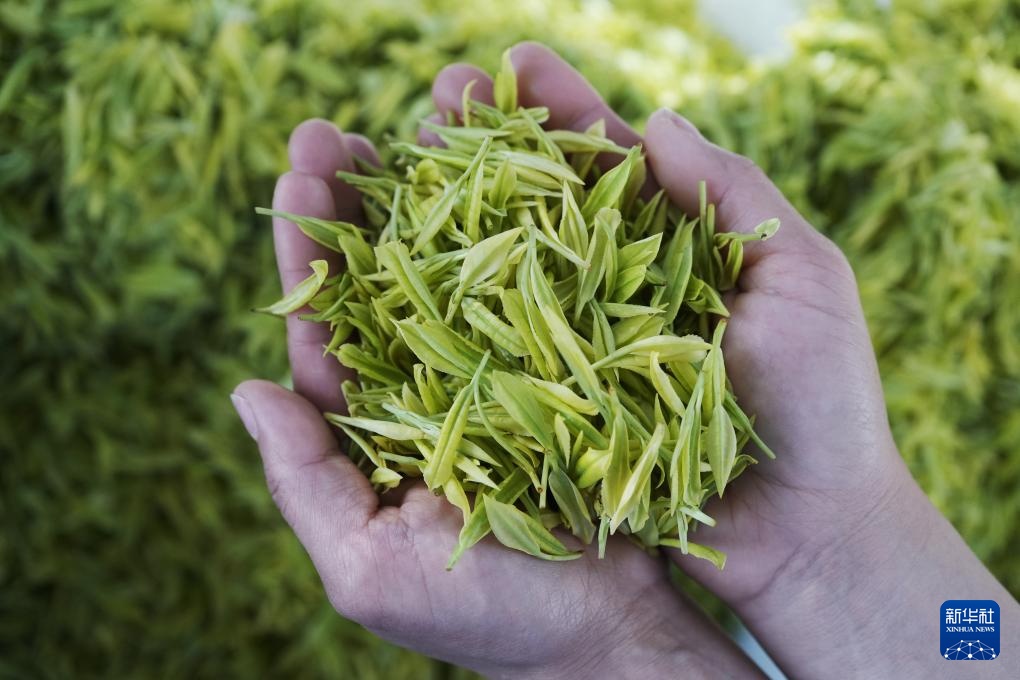 诗意中国丨春山谷雨前 并手摘芳烟