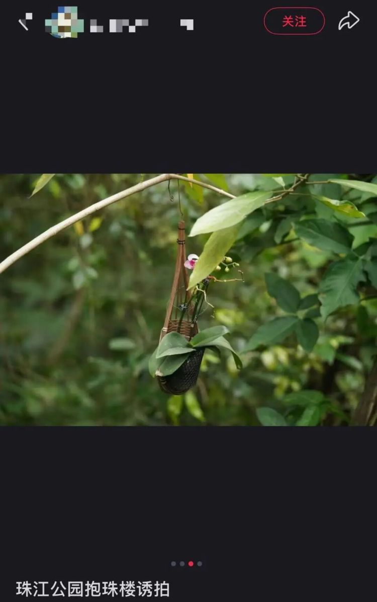 铁丝、死蛙、放狗吓鸟，网友称广州多个公园出现“诱拍装置”，园方回应