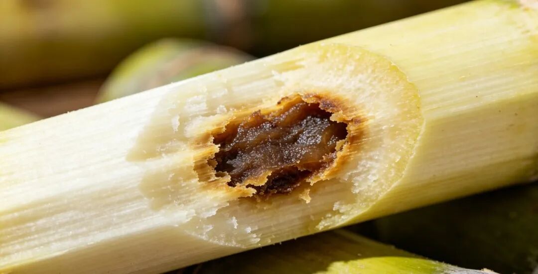 4 月吃它要当心！毒性不小，千万别误食