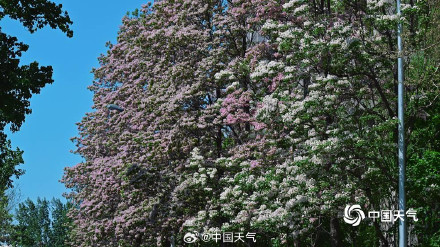 北京楸树花开溢满枝头花量超标