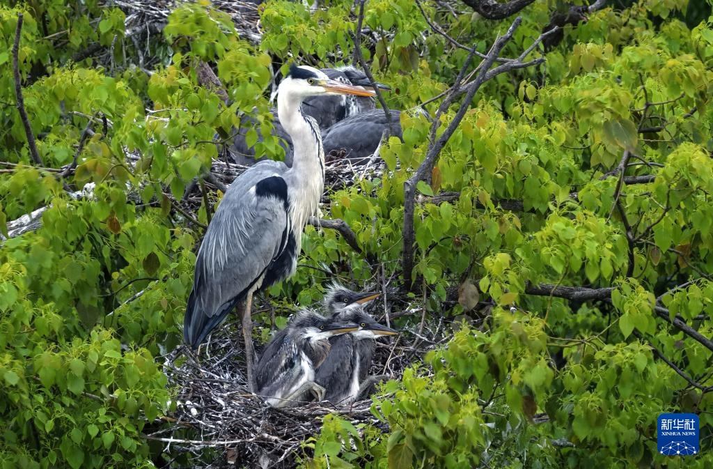 鄱阳湖畔苍鹭村：28年守护 人鸟共家园