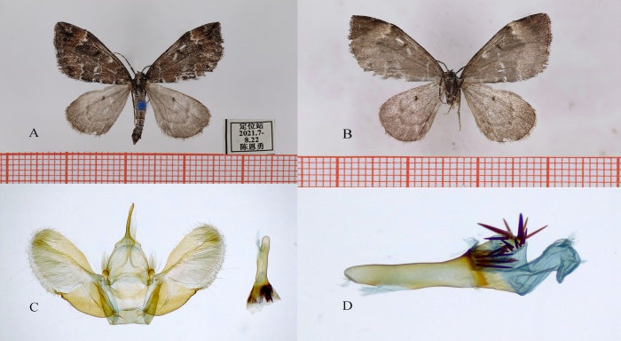 西藏昆虫又添3种尺蛾科新物种