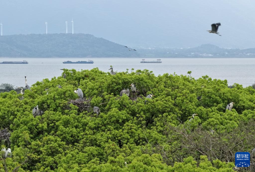 鄱阳湖畔苍鹭村：28年守护 人鸟共家园