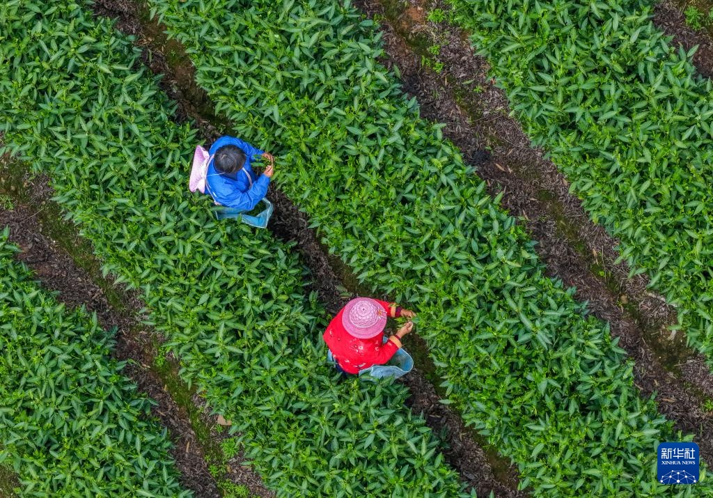 诗意中国丨春山谷雨前 并手摘芳烟