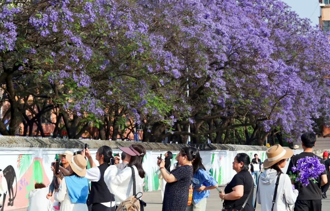 开了！今年昆明蓝花楹花期提前，盛花期在→