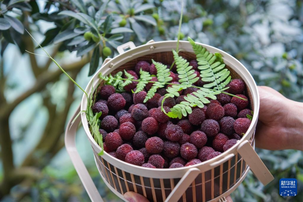 浙江慈溪：首批大棚杨梅开摘上市