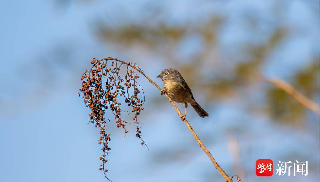江苏新增34种物种！大鸨消失30余年后再次现身