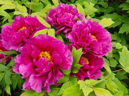 被洛阳五颜六色的牡丹惊艳到了