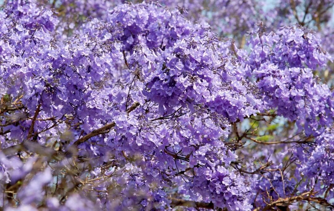开了！今年昆明蓝花楹花期提前，盛花期在→