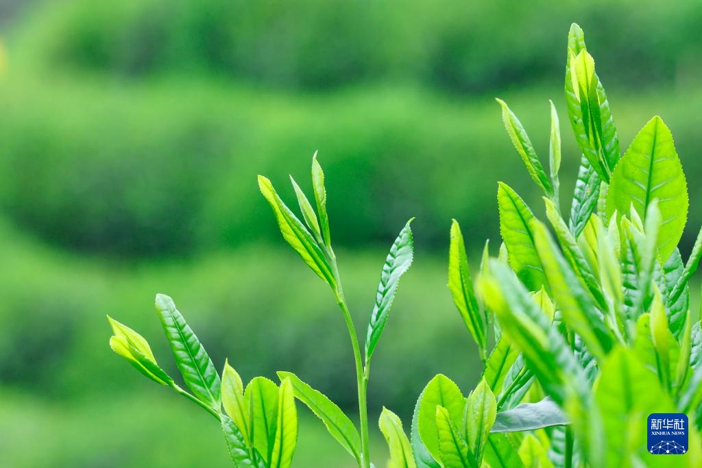诗意中国丨春山谷雨前 并手摘芳烟