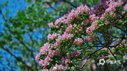 北京楸树花开溢满枝头花量超标