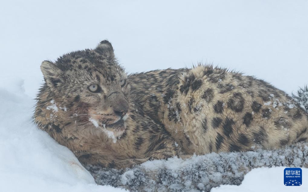 雪豹现身莲宝叶则景区