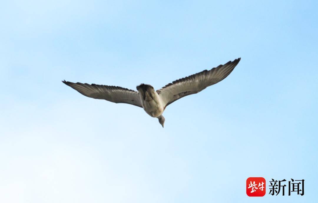 江苏新增34种物种！大鸨消失30余年后再次现身