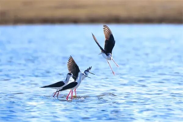 冰城湿地迎来大长腿“鸟模”！高跷鸻翩跹起舞，家门口上演春日恋曲