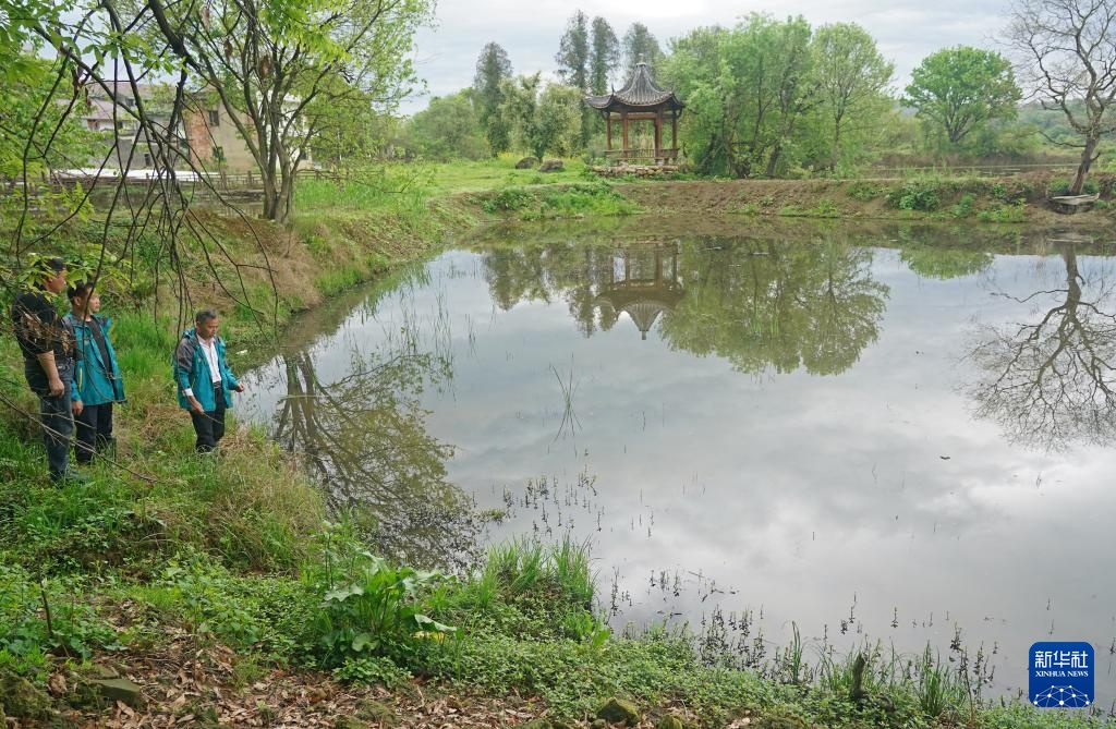 鄱阳湖畔苍鹭村：28年守护 人鸟共家园