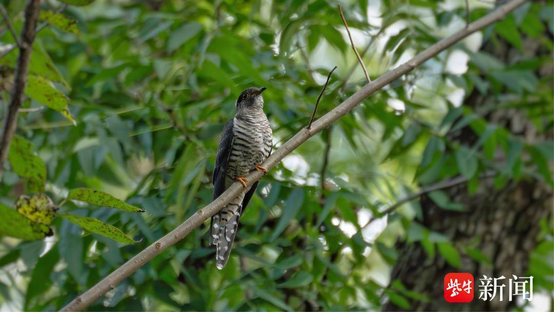 江苏新增34种物种！大鸨消失30余年后再次现身