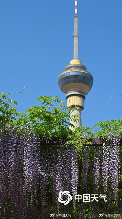 北京玉渊潭紫藤如帘醉春风