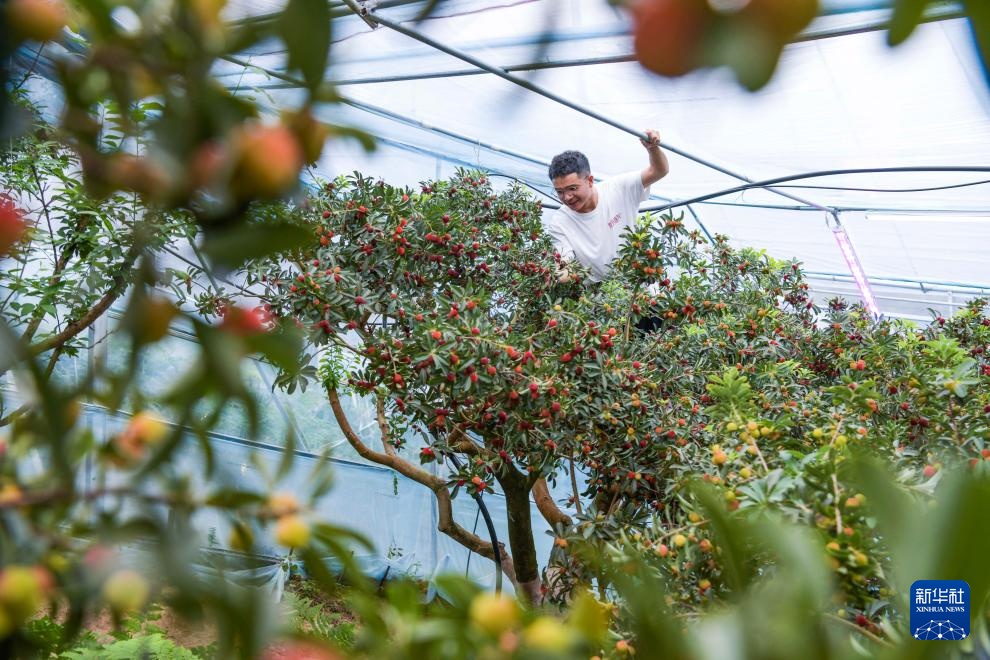 浙江慈溪：首批大棚杨梅开摘上市