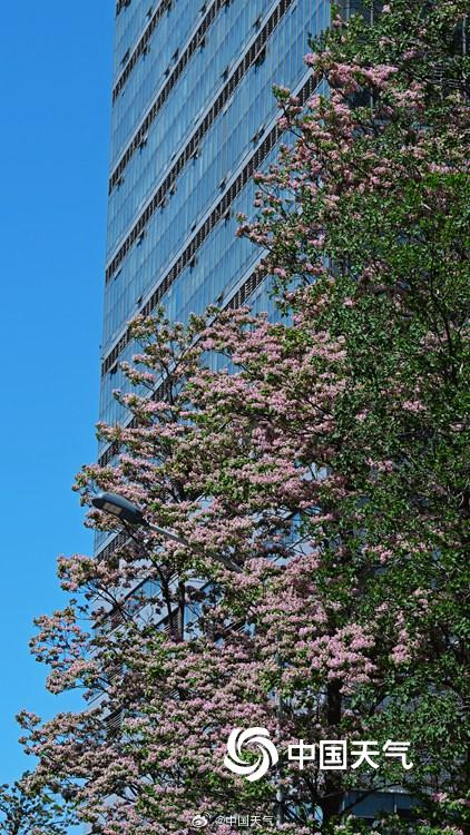 北京楸树花开溢满枝头花量超标