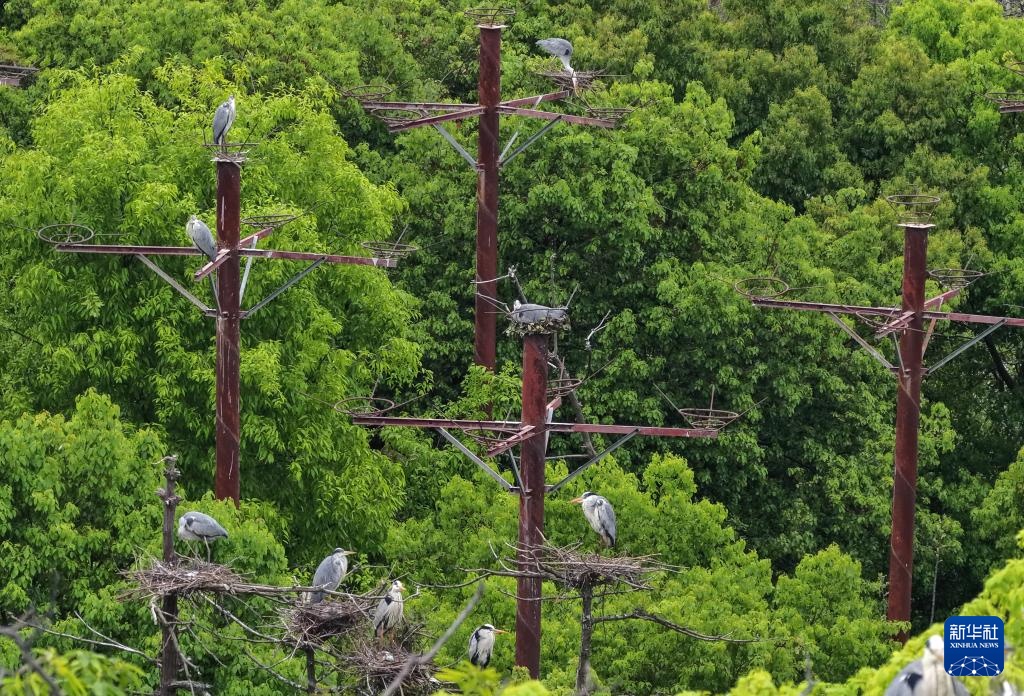 鄱阳湖畔苍鹭村：28年守护 人鸟共家园