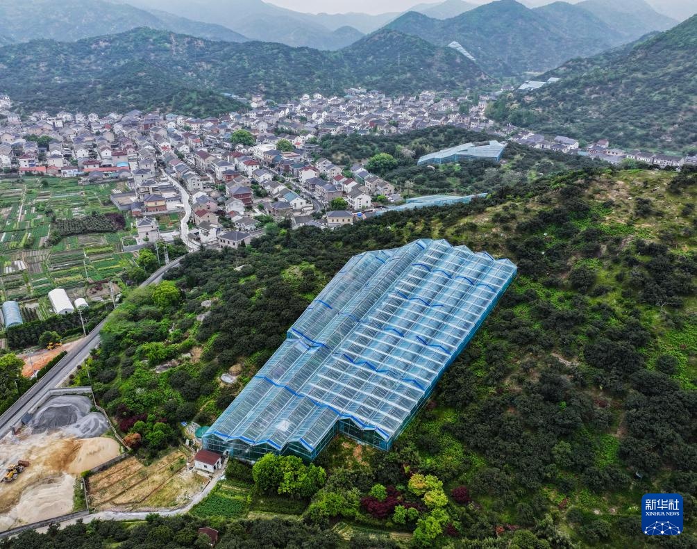 浙江慈溪：首批大棚杨梅开摘上市