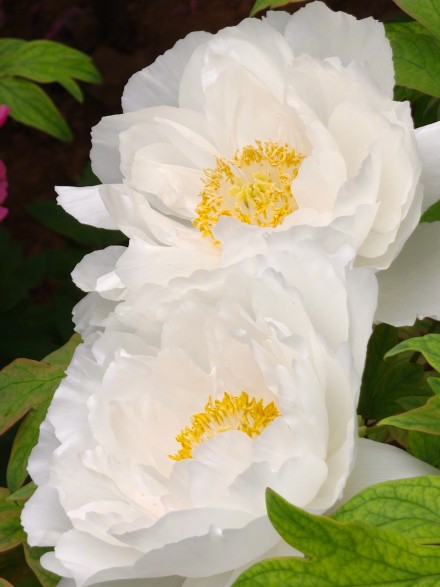 被洛阳五颜六色的牡丹惊艳到了