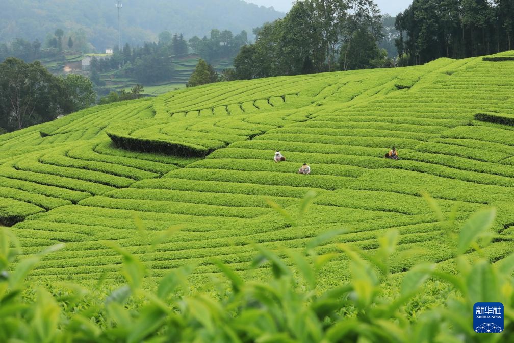 诗意中国丨春山谷雨前 并手摘芳烟