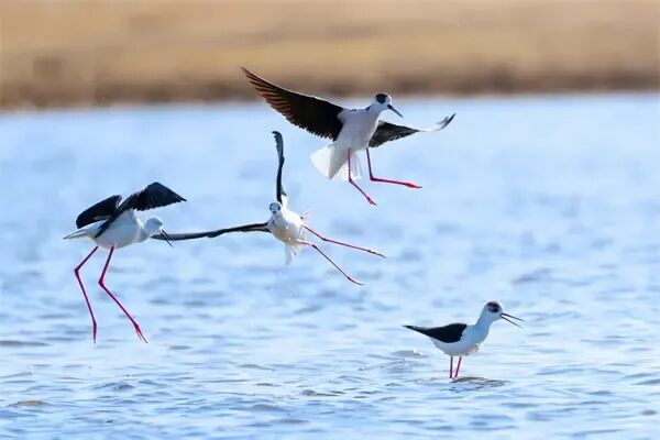 冰城湿地迎来大长腿“鸟模”！高跷鸻翩跹起舞，家门口上演春日恋曲