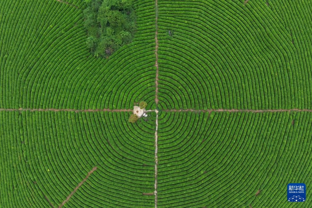 诗意中国丨春山谷雨前 并手摘芳烟