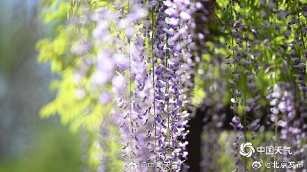 北京玉渊潭紫藤如帘醉春风