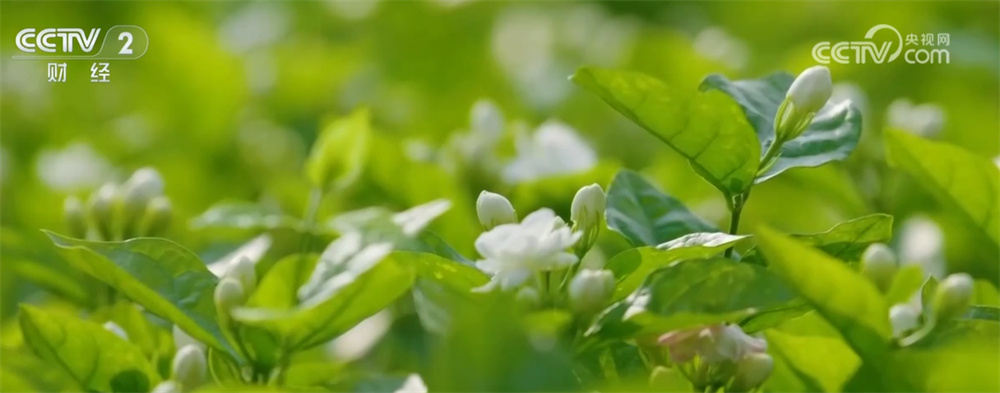 多地“花式”解锁“花样经济”促增收 “农文旅体”融合涌动消费暖流