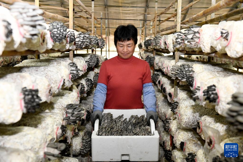 山东惠民：发展菌菇产业 赋能乡村振兴