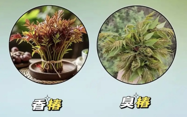 采“五指毛桃”煲汤险丧命！南宁一女子喝两碗进ICU，这些“孪生”毒草千万要认清