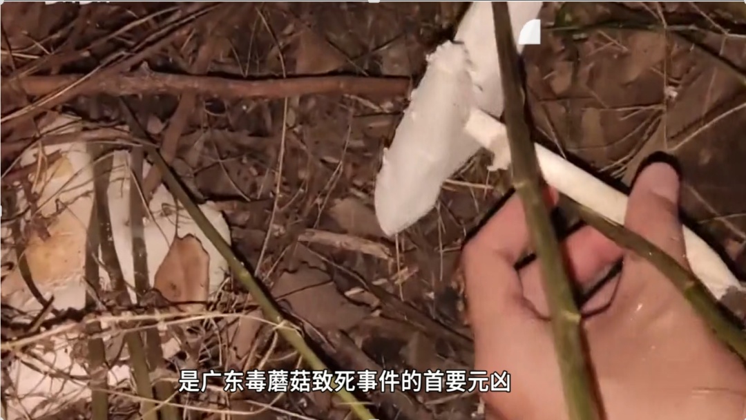 50克即可致人死亡！ &nbsp;广州一医院救治多名“白毒伞”中毒重症患者