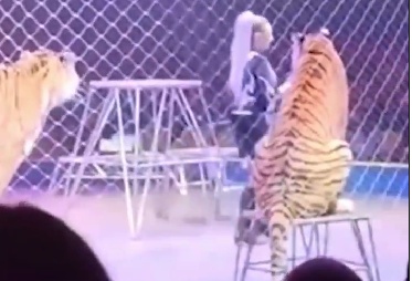 俄罗斯一马戏团演出时突发意外：3只老虎遭惊吓，1只老虎冲进观众席