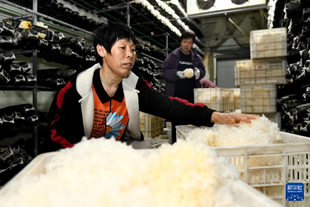 山东惠民：发展菌菇产业 赋能乡村振兴