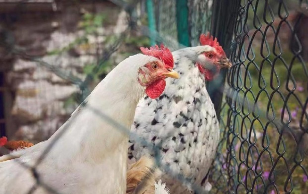 确认了，日本发生禽流感疫情