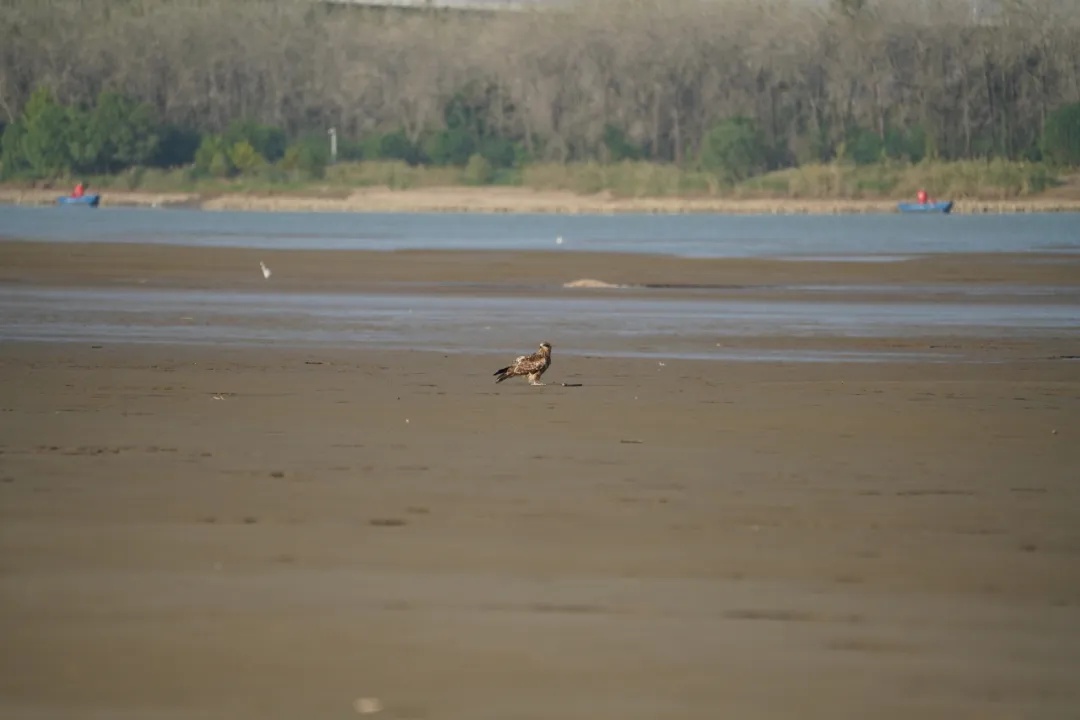 红山动物园官宣：黑鸢5号当爸爸啦！