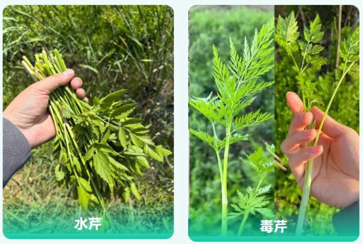 采“五指毛桃”煲汤险丧命！南宁一女子喝两碗进ICU，这些“孪生”毒草千万要认清