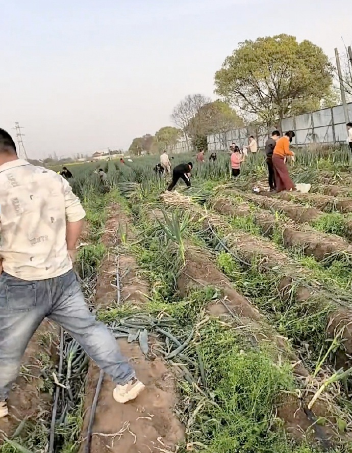 编造“大葱免费拿”谣言引多人哄抢，网民徐某某（女，35岁）被行拘