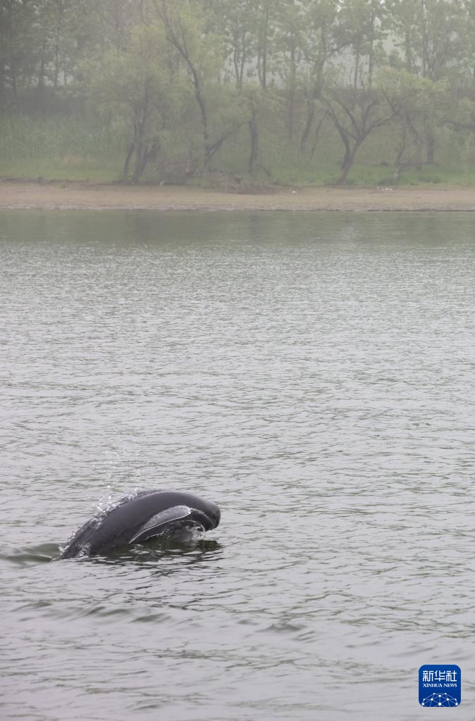 从退捕渔民到“江豚奶爸” ：用心守护水中精灵