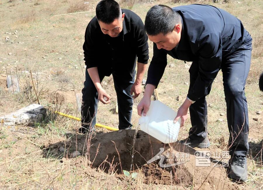 全国最大规模丁香叶忍冬在山西回归原生境