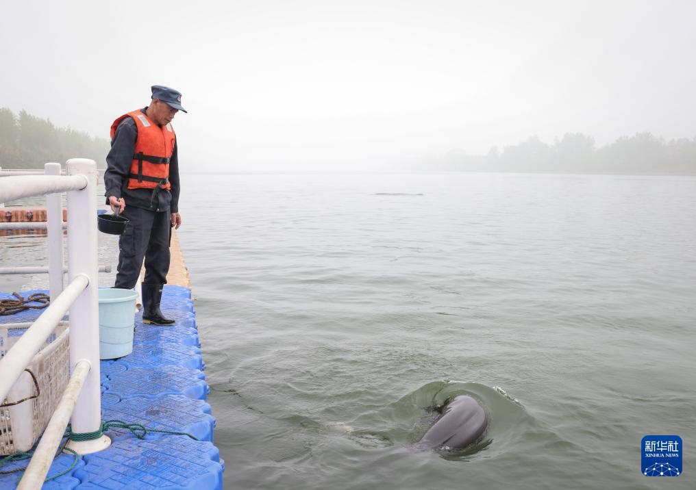 从退捕渔民到“江豚奶爸” ：用心守护水中精灵