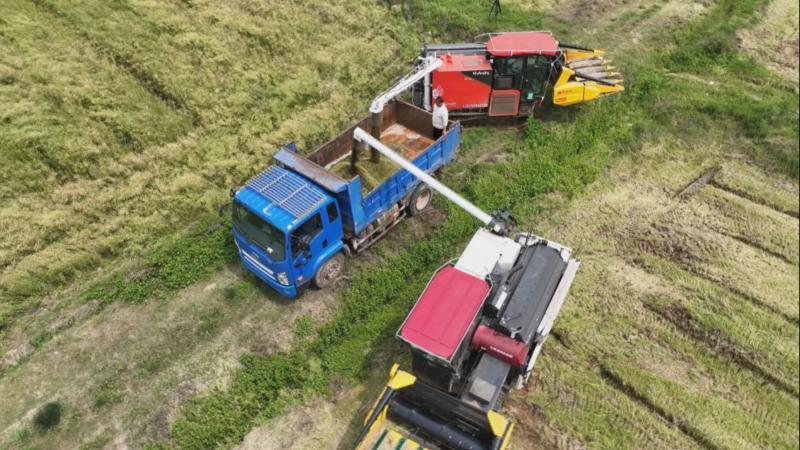 江西万安：收割减损 烘干保质 油菜收获全程无忧