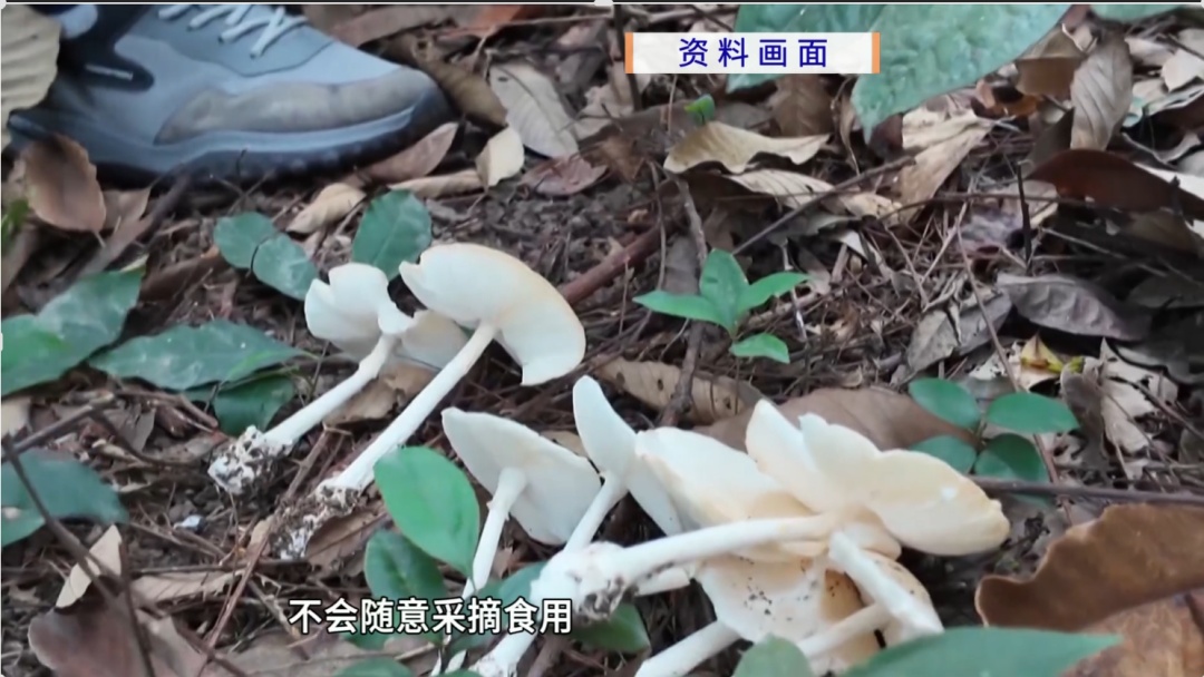 50克即可致人死亡！ &nbsp;广州一医院救治多名“白毒伞”中毒重症患者