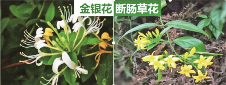 采“五指毛桃”煲汤险丧命！南宁一女子喝两碗进ICU，这些“孪生”毒草千万要认清