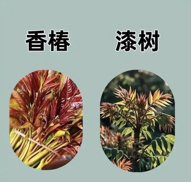 采“五指毛桃”煲汤险丧命！南宁一女子喝两碗进ICU，这些“孪生”毒草千万要认清